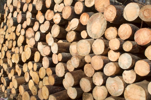 Trunks of pine trees photo