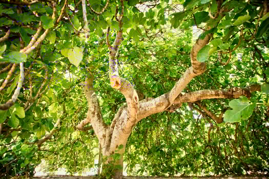 Fig tree in vegetation photo
