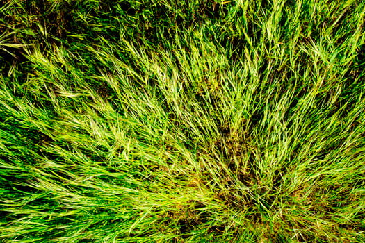 Spring green grass photo