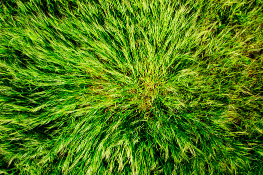 Spring green grass photo