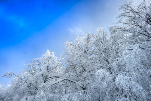 Snowy forest on a sunny day photo