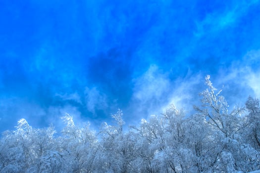 Snowy forest on a sunny day photo