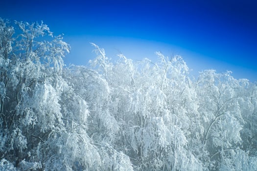 Snow-covered forest on a sunny day photo