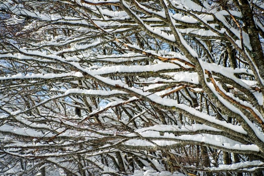 Snow-covered tree branch photo