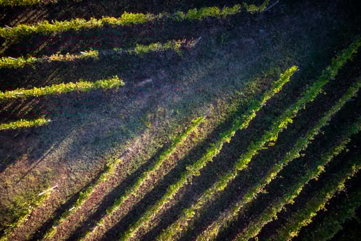 View of a vineyard photo