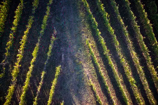 View of a vineyard photo
