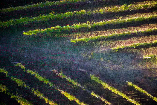 View of a vineyard photo