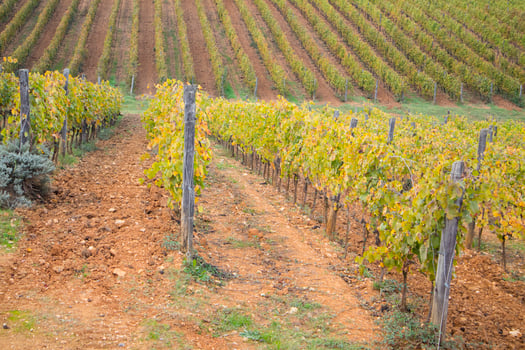 Vineyard in the autumn photo