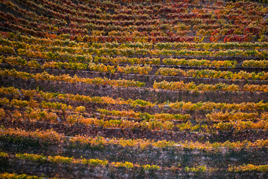 Vineyard in the autumn photo