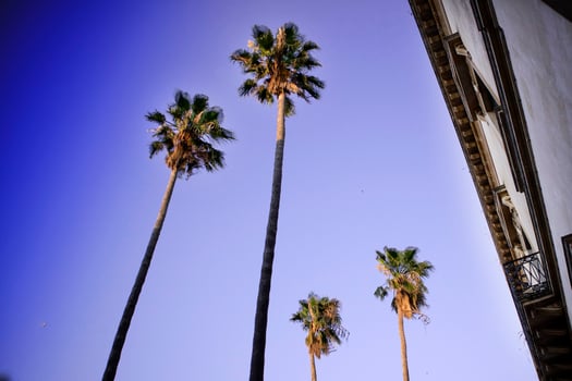 Four tall palms photo