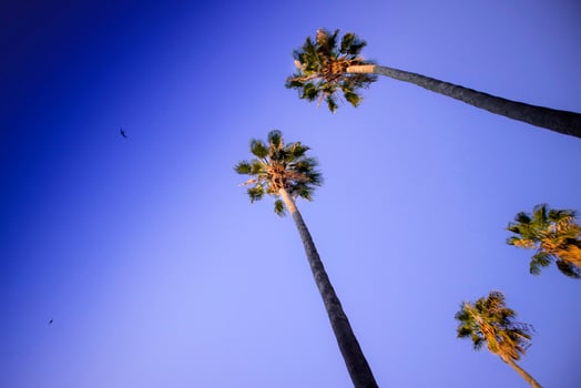 Four tall palms photo