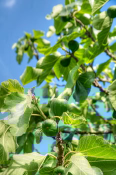 The unripe fruit of the fig tree photo