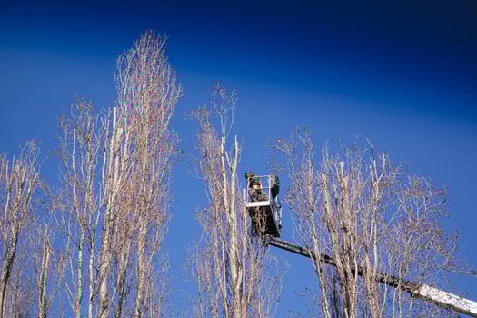 Pruning of tall trees photo