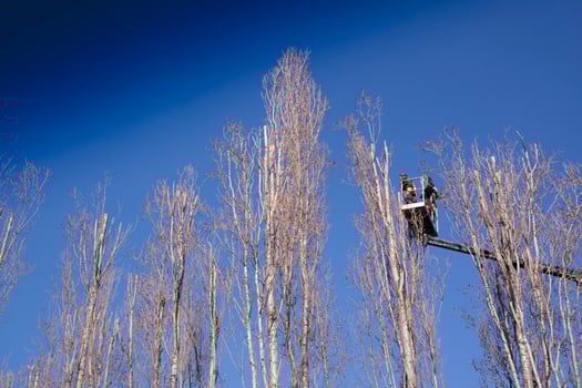 Pruning of tall trees photo