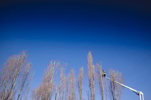 Pruning of tall trees photo