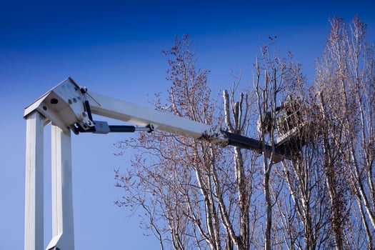 Pruning of tall trees photo