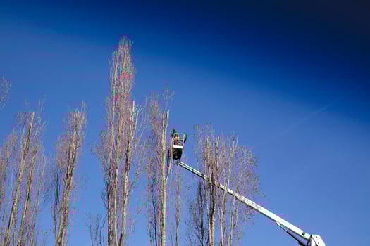 Pruning of tall trees photo