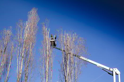 Pruning of tall trees photo