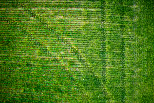 New-born green wheat photo