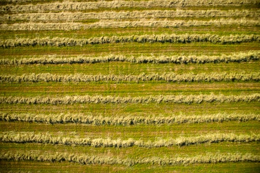 Dry the hay in the open field photo