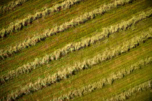 Dry the hay in the open field photo