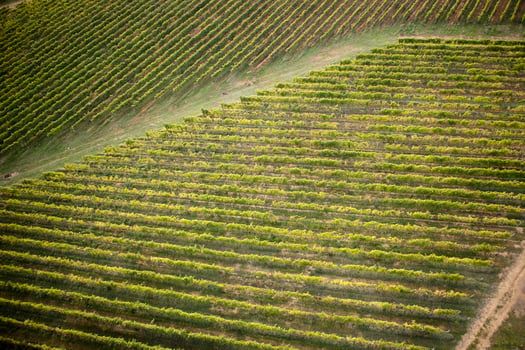 Tuscany the cultivation of grapes photo