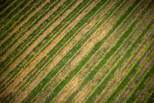 Tuscany the cultivation of grapes photo