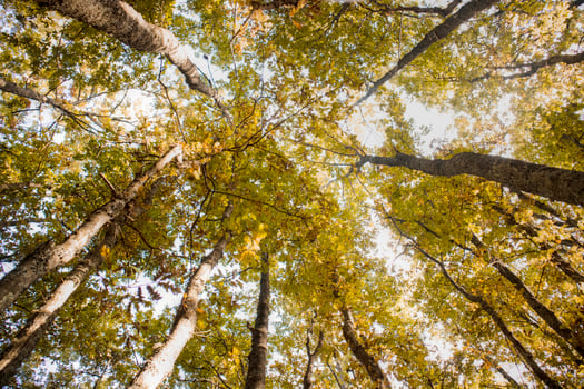 Bottom view of a beech forest photo