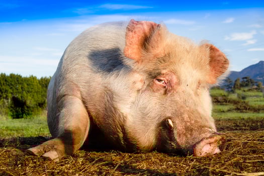 Portrait of a pig in the moment of rest photo