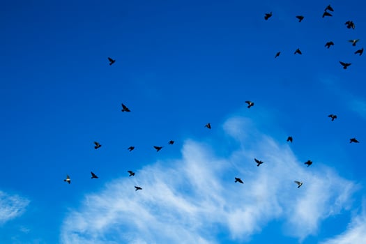 Flock of pigeons flying photo