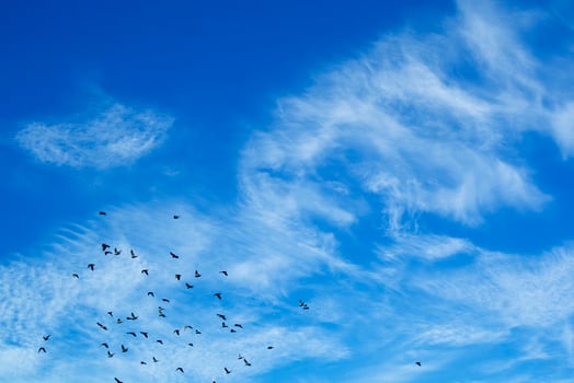 Flock of pigeons flying photo