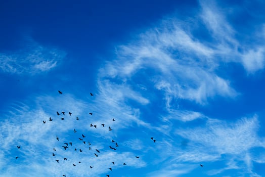 Flock of pigeons flying photo