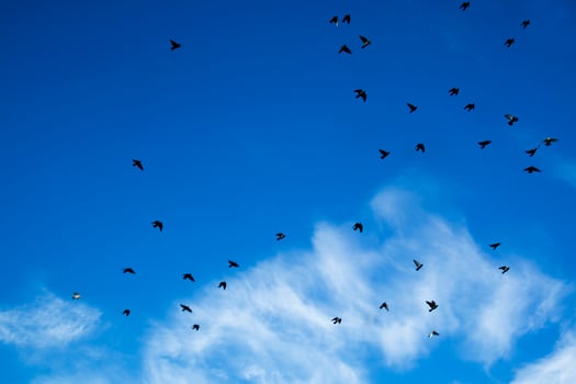 Flock of pigeons flying photo