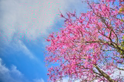 Blooming tree in spring photo