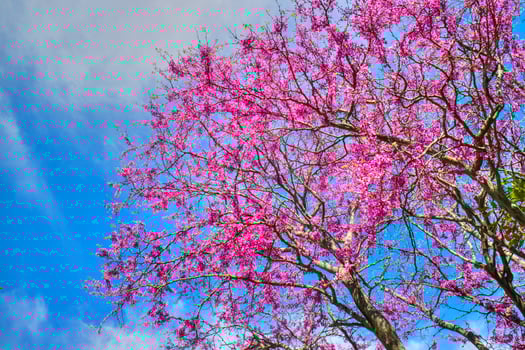 Blooming tree in spring photo