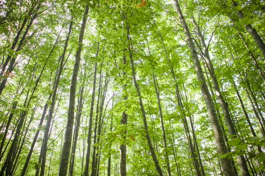 The trees and their woods photo