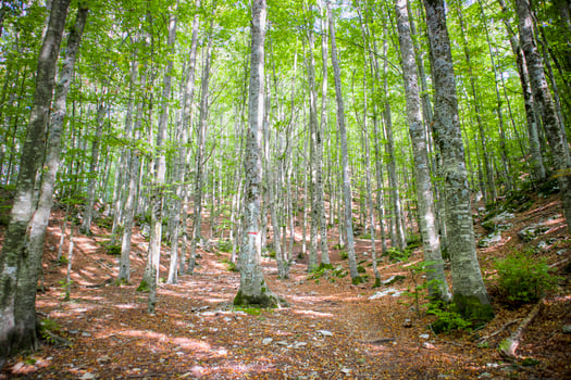 The trees and their woods photo