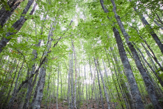 The trees and their woods photo