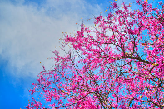 Blooming tree in spring photo