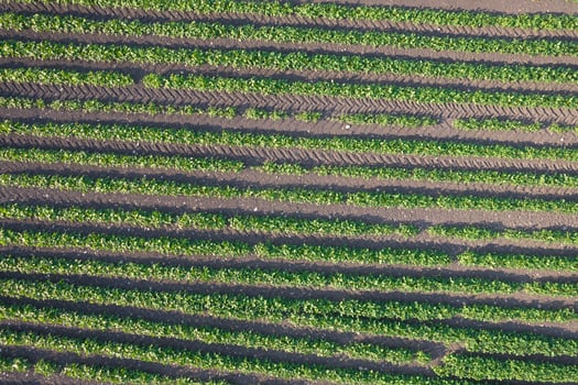 Aerial view of a potato field photo