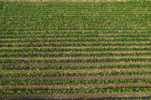 Aerial view of a vineyard in the summer season photo