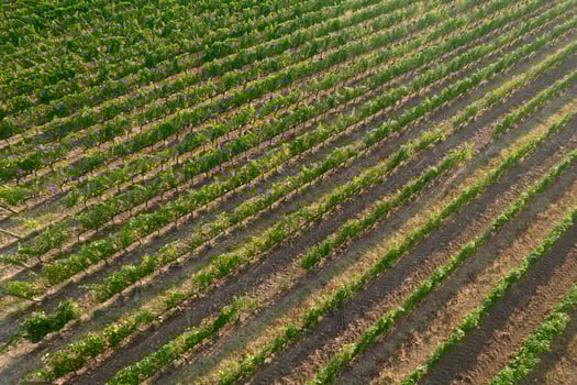 Aerial view of a vineyard in the summer season photo