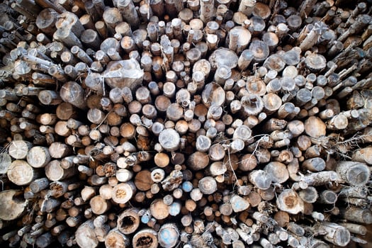 Photographic documentation of a stack of firewood photo