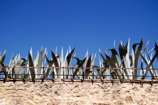 Enclosure wall with succulent plants at the top photo