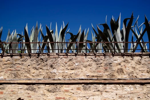 Enclosure wall with succulent plants at the top photo
