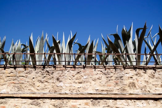 Enclosure wall with succulent plants at the top photo