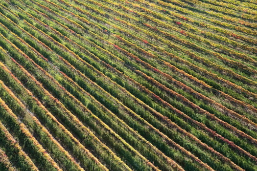 Aerial view of the rows of vines photo
