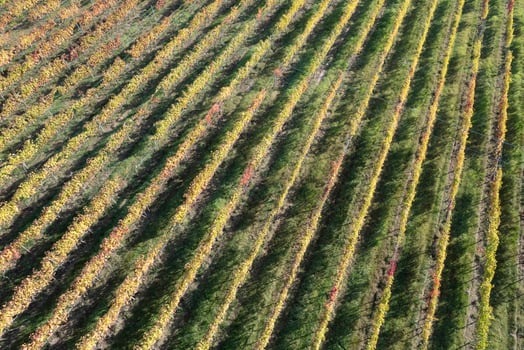 Aerial view of the rows of vines photo