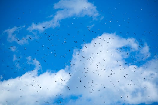 Flock of seagulls in blue sky photo