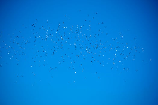 Flock of seagulls in blue sky photo